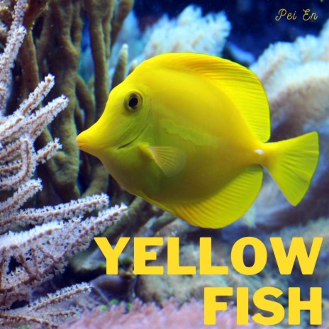 Yellow Fish | Boomplay Music