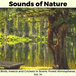 Sounds of Nature - Birds, Insects and Crickets in Scenic Forest Atmospheres, Vol. 14