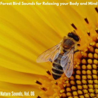 Forest Bird Sounds for Relaxing your Body and Mind - Nature Sounds, Vol. 06