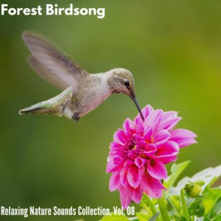 Forest Birdsong - Relaxing Nature Sounds Collection, Vol. 08