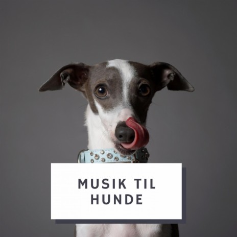 Hund slappe af musik | Boomplay Music