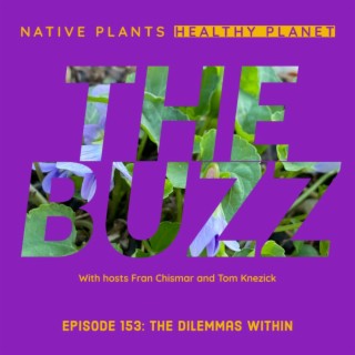 The Buzz - The Dilemmas Within