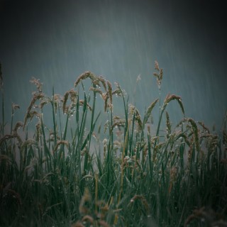 Light Rain and Nature Sounds for Meditation