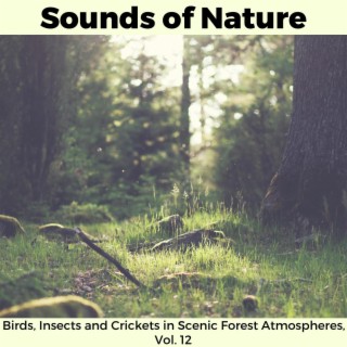 Sounds of Nature - Birds, Insects and Crickets in Scenic Forest Atmospheres, Vol. 12