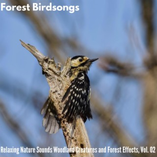 Forest Birdsongs - Relaxing Nature Sounds Woodland Creatures and Forest Effects, Vol. 02