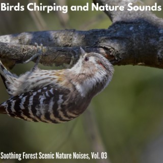 Birds Chirping and Nature Sounds - Soothing Forest Scenic Nature Noises, Vol. 03