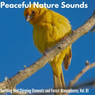 Peaceful Nature Sounds - Soothing Bird Chirping Elements and Forest Atmospheres, Vol. 01