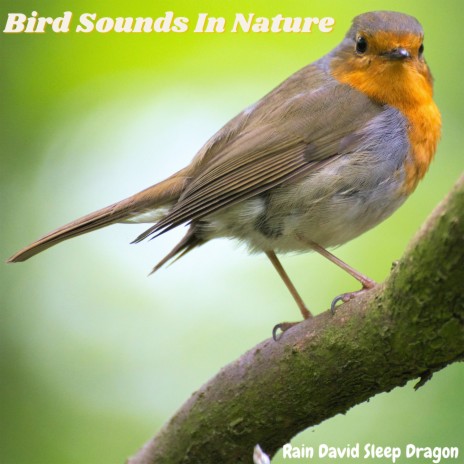 Beautiful Birds Above the Canopy | Boomplay Music