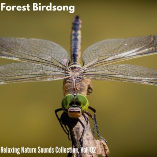 Forest Birdsong - Relaxing Nature Sounds Collection, Vol. 02