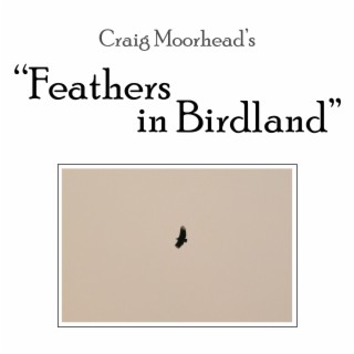 Feathers in Birdland