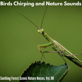 Birds Chirping and Nature Sounds - Soothing Forest Scenic Nature Noises, Vol. 08