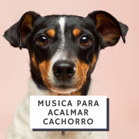 Musica Classica Para Acalmar Cachorro | Boomplay Music