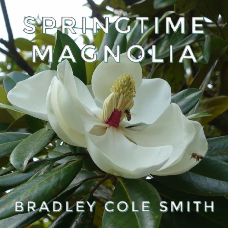 Springtime Magnolia