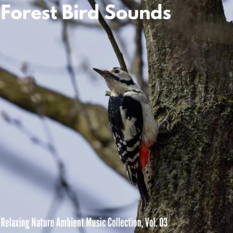 Glorious Bird Songs | Boomplay Music