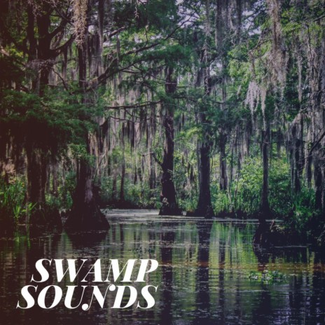 Swamp Sounds at Night