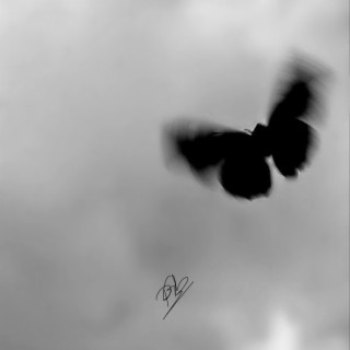 Black Butterfly