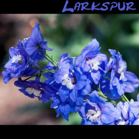 Pinoche Creek Larkspur | Boomplay Music