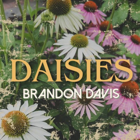 Daisies | Boomplay Music