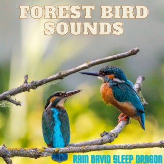 Forest Bird Sounds