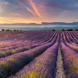 Lavender Dreams: A Tranquil Meditation Journey