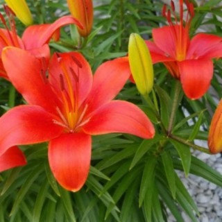 Lilium