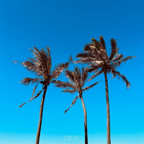 Palm Trees | Boomplay Music