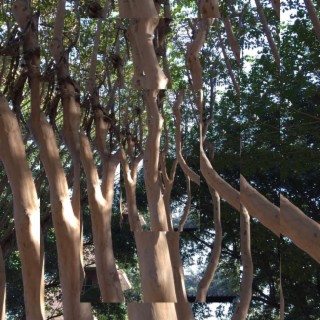 Glass Trees