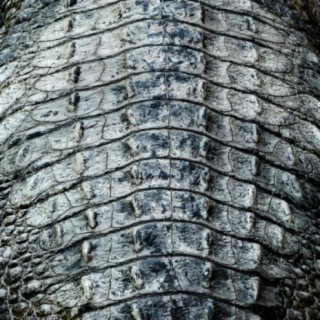 Sarcosuchus