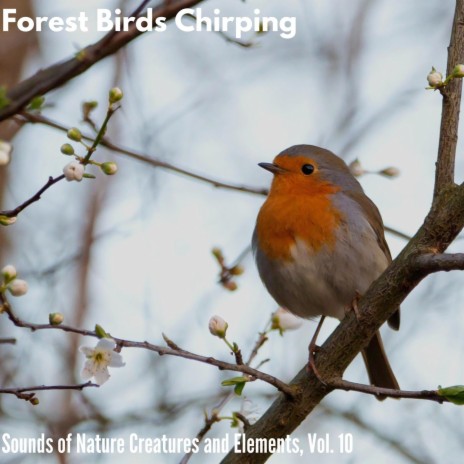 Merry Making Bird Songs | Boomplay Music