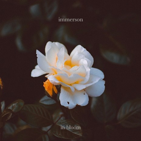 in bloom | Boomplay Music