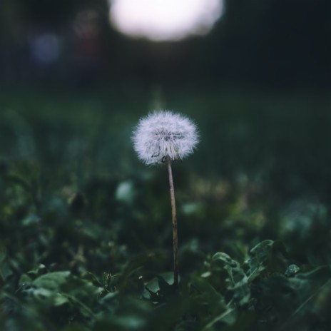 Dandelion