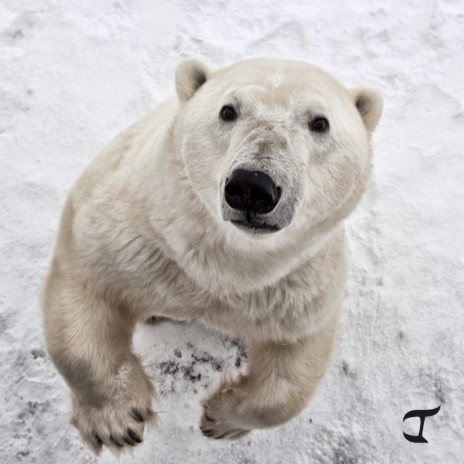 Polar Bear | Boomplay Music