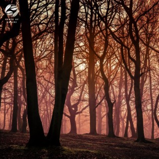 Mystical Meditation in the Night Forest