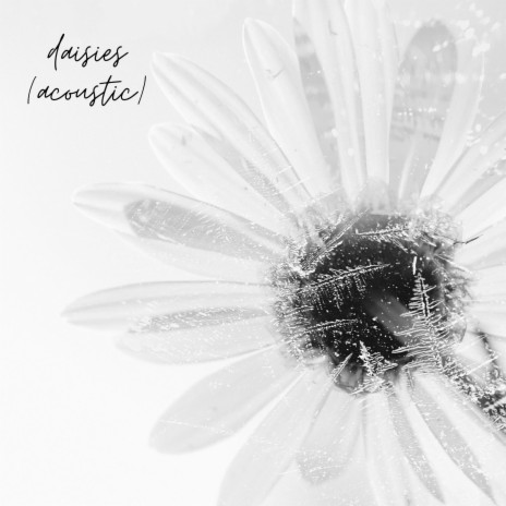 Daisies (Acoustic) | Boomplay Music