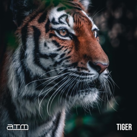 Tiger | Boomplay Music