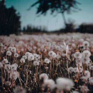 dandelion sea (rainy version)