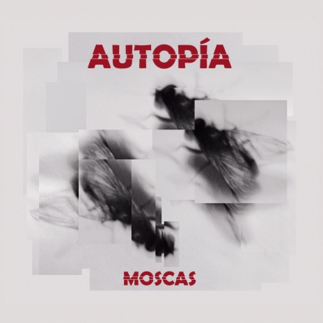 Moscas, | Boomplay Music