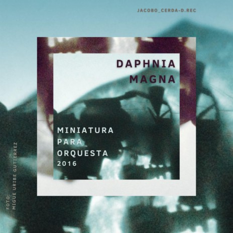 Daphnia Magna | Boomplay Music