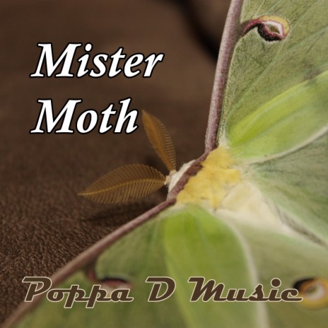 Mister Moth | Boomplay Music