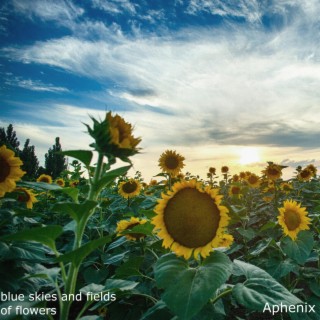 blue skies and fields of flowers