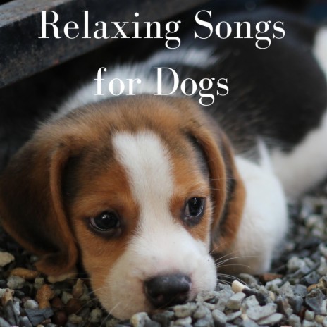 Sleeping Dog ft. Dog Music & Sleeping Music for Dogs | Boomplay Music