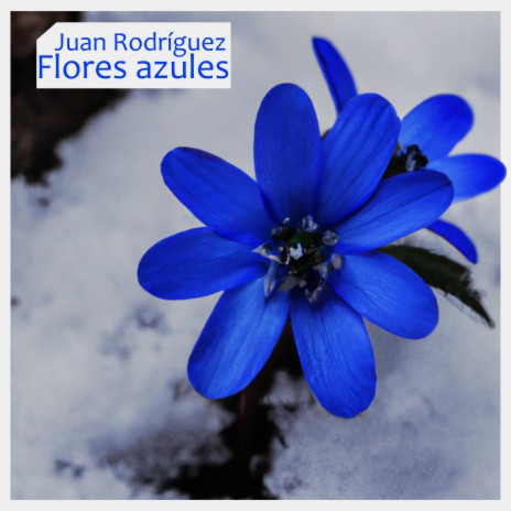 Flores azules