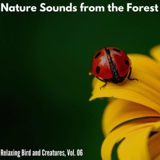 Nature Sounds from the Forest - Relaxing Bird and Creatures, Vol. 06