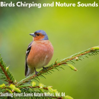 Birds Chirping and Nature Sounds - Soothing Forest Scenic Nature Noises, Vol. 04