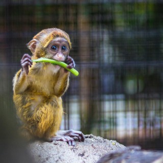 Monkeys react to magic