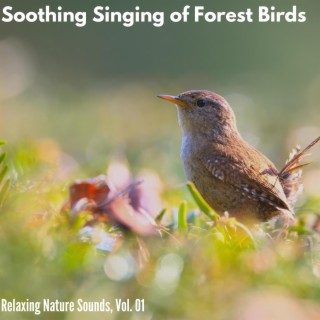 Soothing Singing of Forest Birds - Relaxing Nature Sounds, Vol. 01