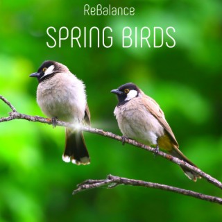 Spring Birds