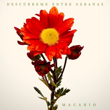 Descúbreme Entre Sábanas | Boomplay Music