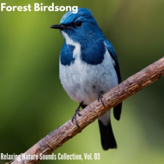 Forest Birdsong - Relaxing Nature Sounds Collection, Vol. 03