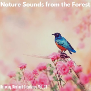 Nature Sounds from the Forest - Relaxing Bird and Creatures, Vol. 03